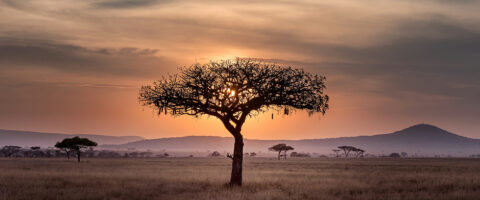 IMPORT EXPORT VERS L’AFRIQUE
