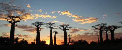 IMPORT EXPORT VERS MADAGASCAR